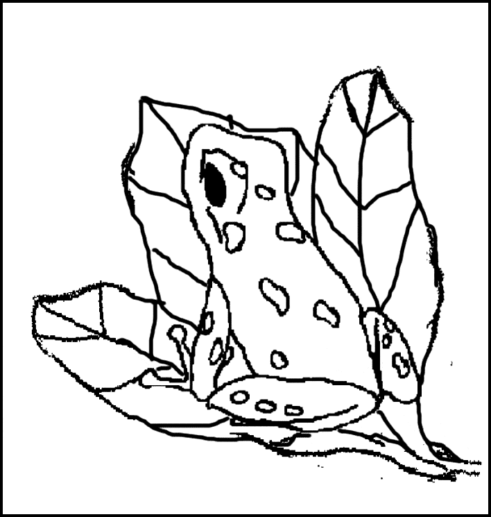 708x745 Poison Dart Frog Coloring