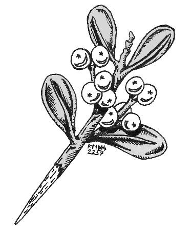 371x450 Balder's Bane Mistletoe Dart By Randverdansson