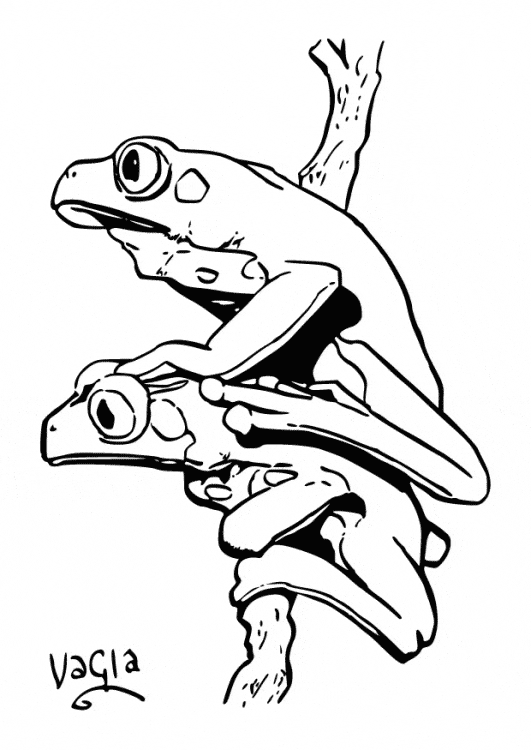 531x750 Poison Dart Frog Coloring Page