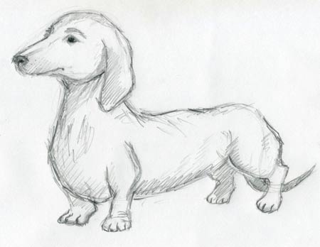 450x348 Image Result For Dachshund Drawing Study Sketches