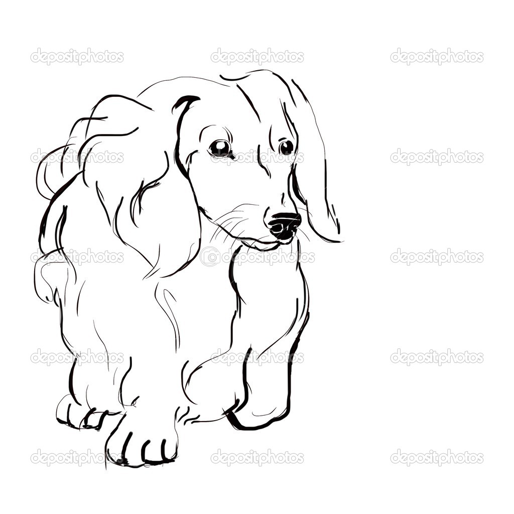 1024x1024 Long Haired Dachshund Drawing And Painting Long