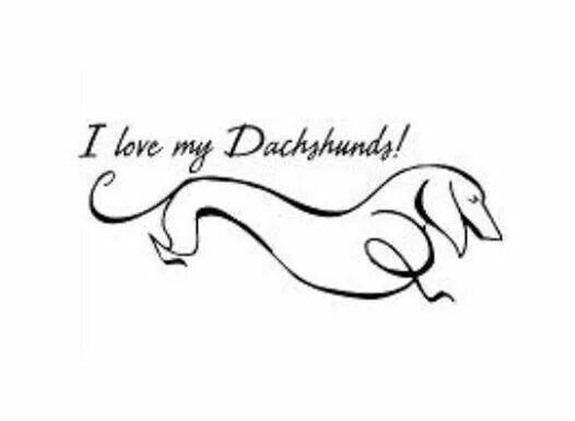 526x385 32 Best My Dachshund Sketches Images On Dachshund Dog