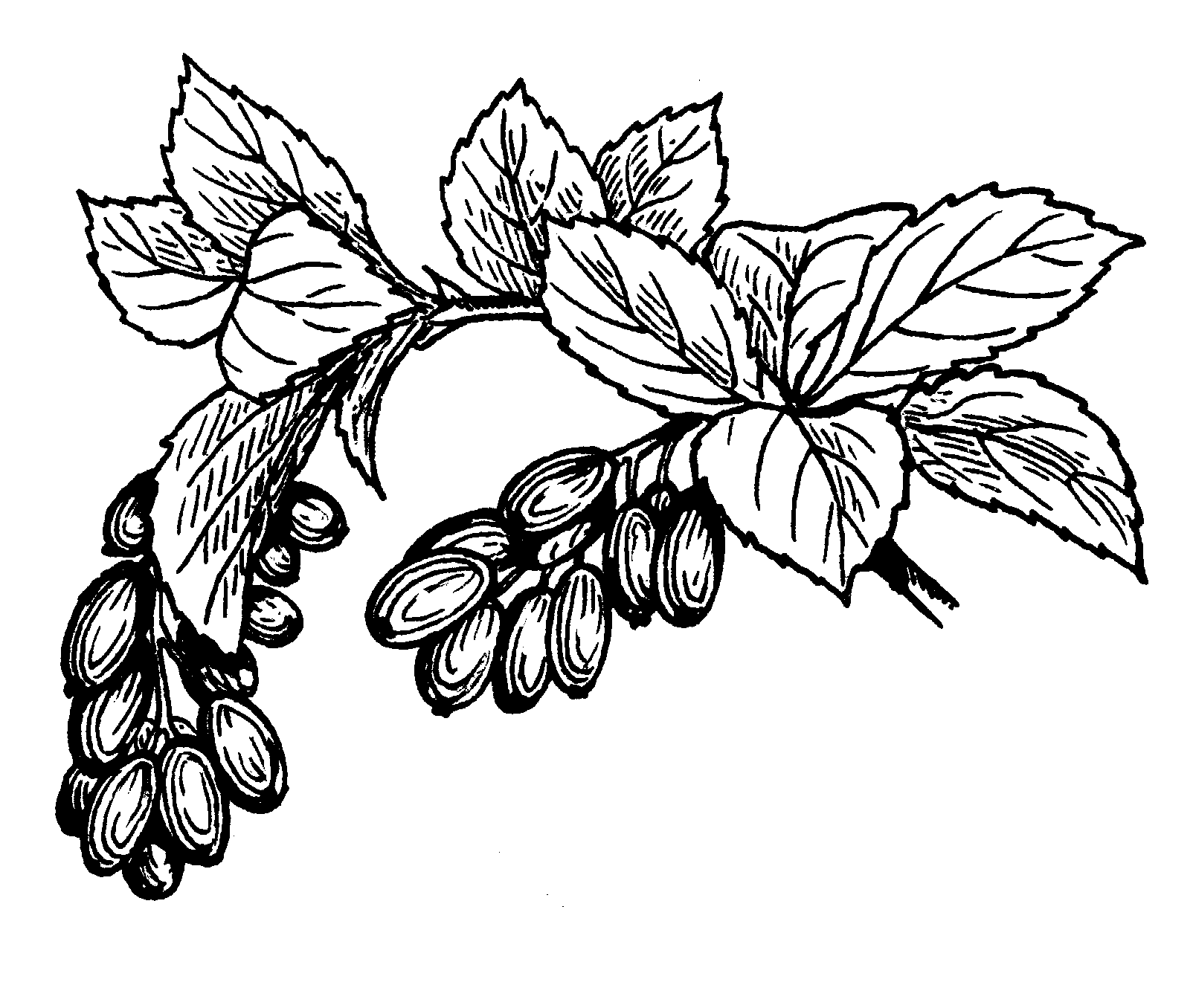 1604x1356 Filebarberry Fruit And Png