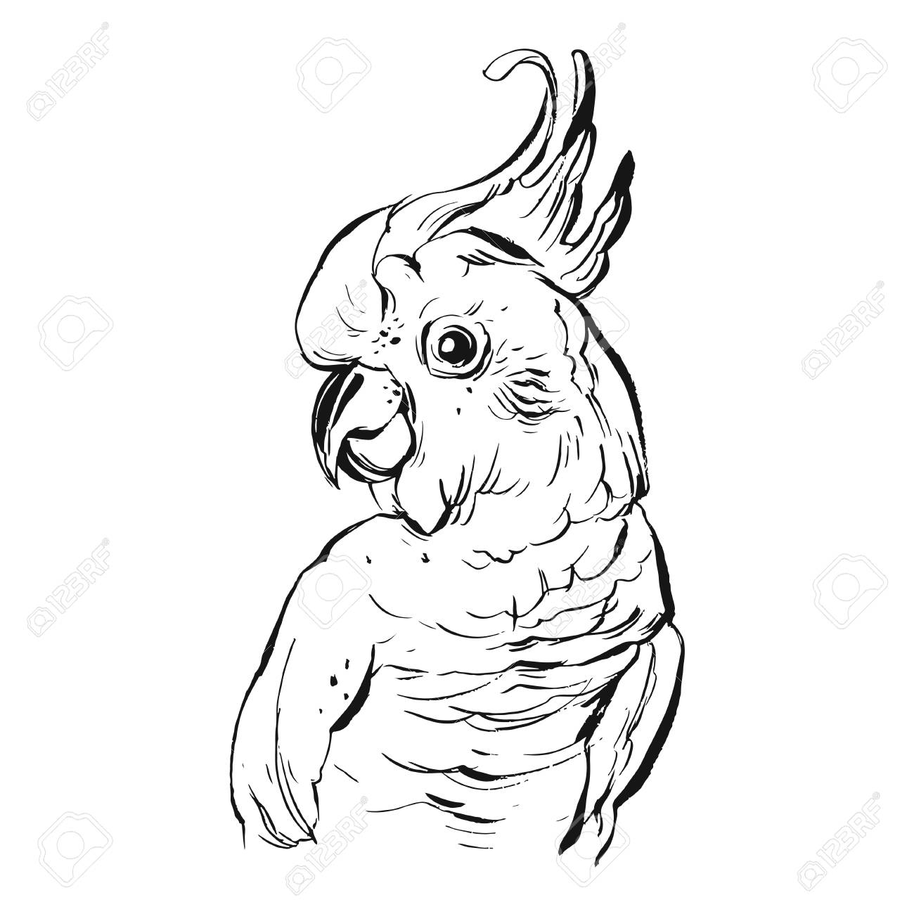 1300x1300 Hand Drawn Vector Brush Drawing Graphic Ink Realistic Tropical