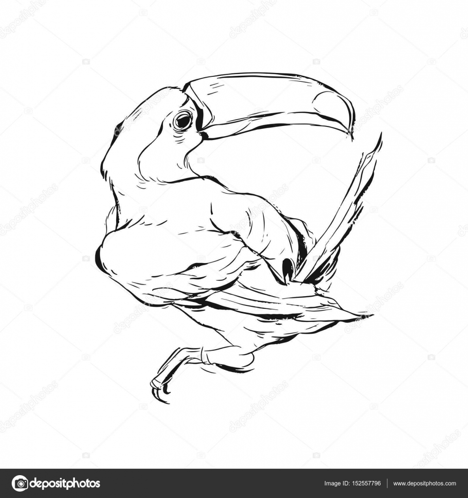 963x1024 Hand Drawn Vector Graphic Brish Painted Toucan Bird Sketch