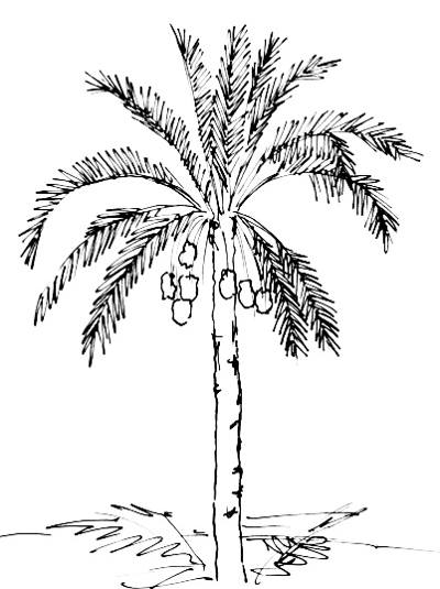 400x535 How To Draw A Date Palm Tree