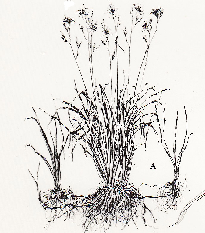 689x784 Hemerocallis Species 2017