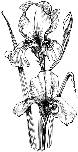 308x600 Iris Drawing The World's Catalog Of Ideas Flower