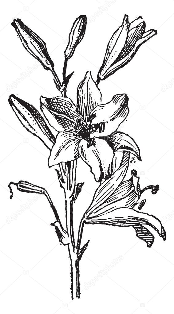 566x1024 Lily Or Lilium Sp., Vintage Engraving Stock Vector Morphart