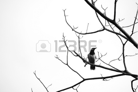 450x300 Dead Tree A Bird Isolated On White Stock Photo, Picture