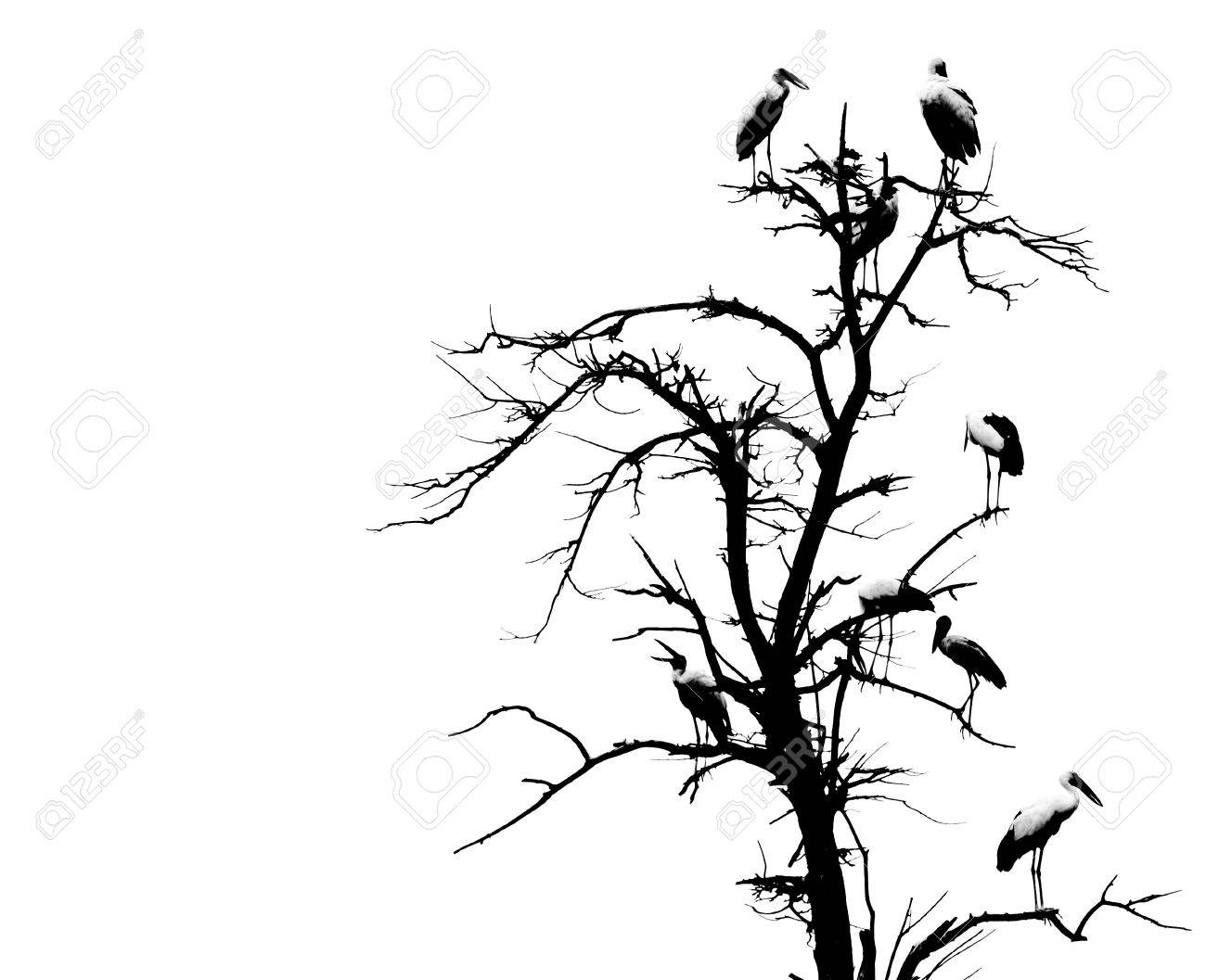 1300x1057 Dead Tree And Bird Background Stock Photo, Picture And Royalty