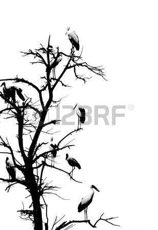 309x450 Hand Draw Sketch, Two Birds Stock Photo, Picture And Royalty Free