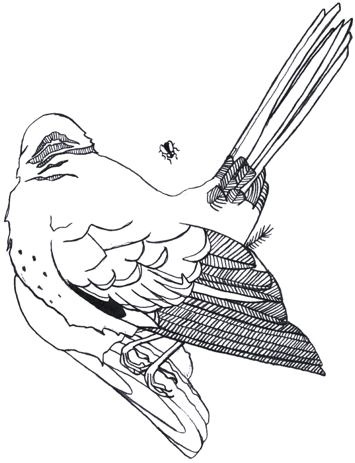 1230x1600 Lindsay Pulver Designs Dead Birds And A Coyote Series