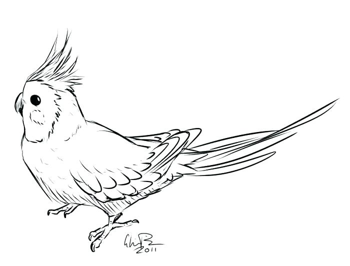 700x532 Robin Bird Coloring Pages Robin Bird On Dead Tree Branch Coloring