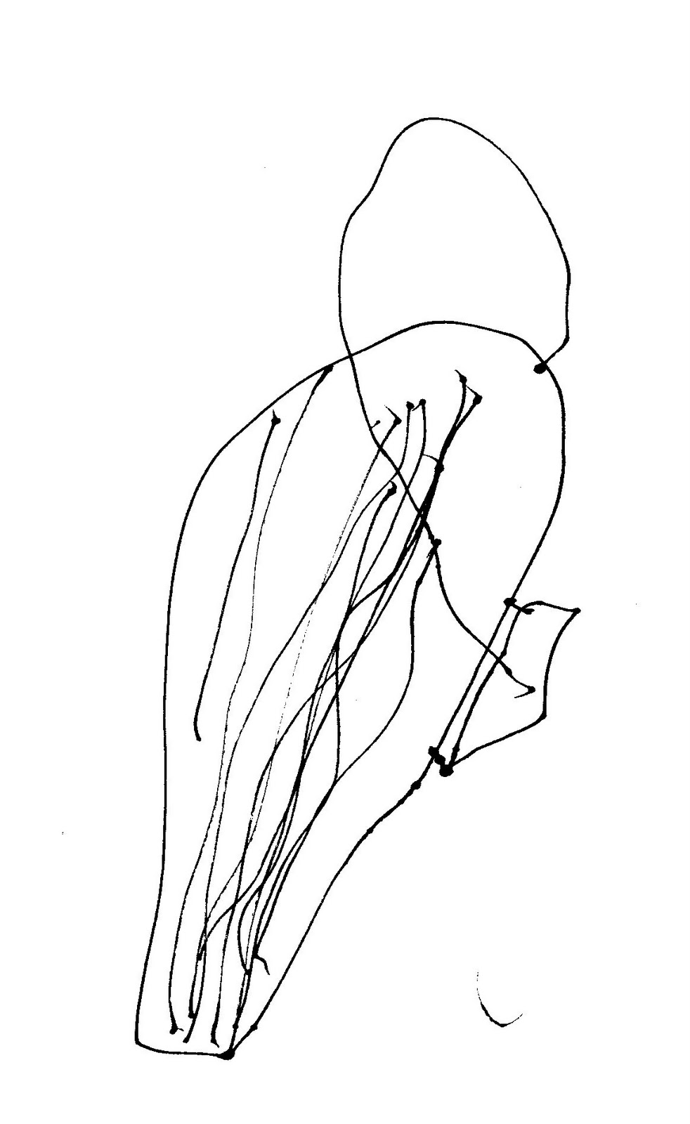 982x1600 A Terminal Case Of Whimsy Dead Bird