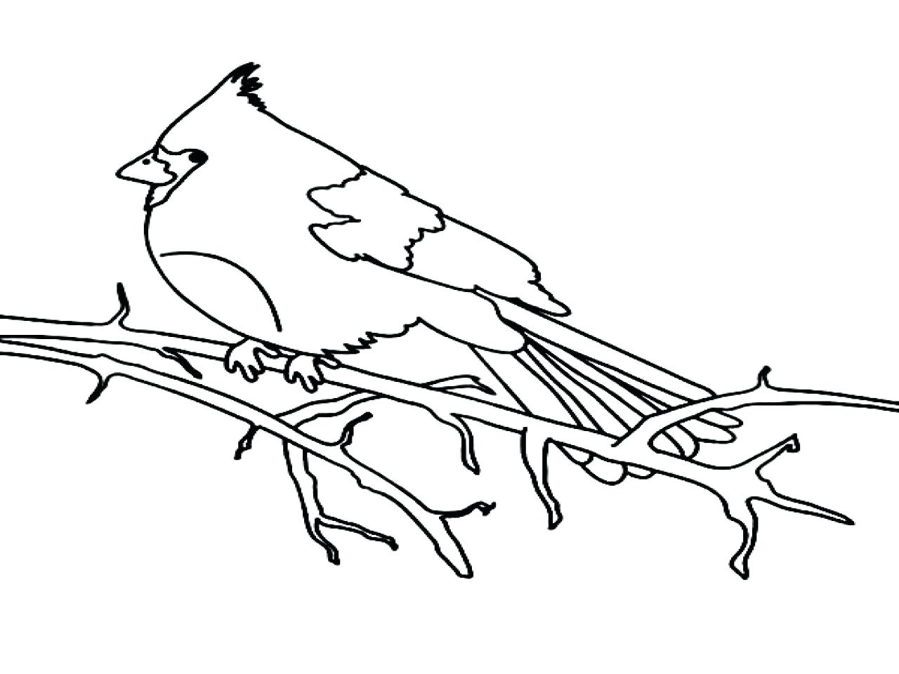 1280x960 Coloring Cardinal Bird Coloring Page