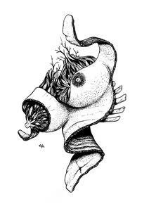 212x300 Dead Bird, Stick And Worm