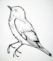 210x241 Dead Bird Art Drawings