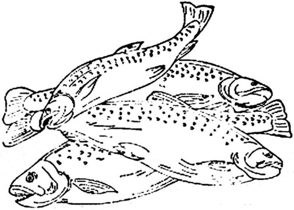 1024x731 1886 Ingalls Pile Of Dead Fish This Came