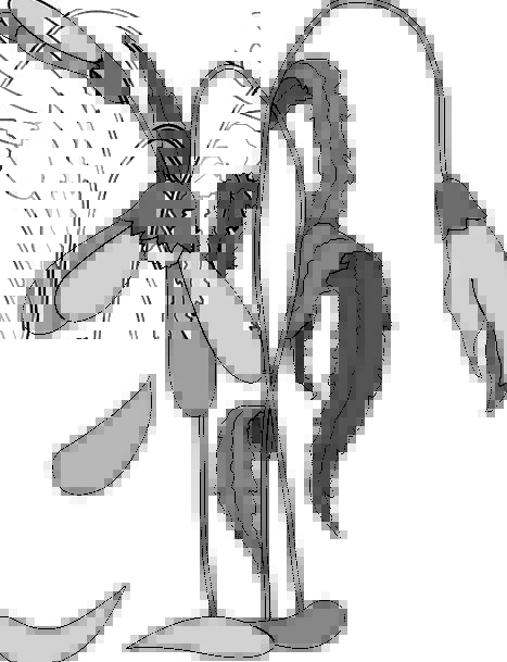 Download Dead Flower Drawing at GetDrawings.com | Free for personal ...