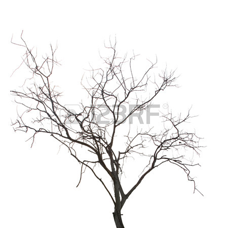 450x450 Dead Tree Without Leaves Stock Photo, Picture And Royalty Free