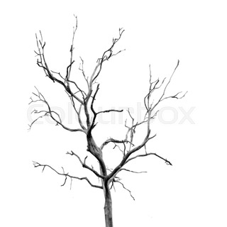 320x320 Dead Tree Without Leaves In Mist Black And White Photo Stock