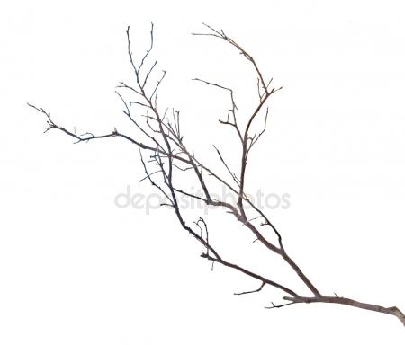 450x384 Dead And Dry Tree Is Isolated On White Background Stock Photo