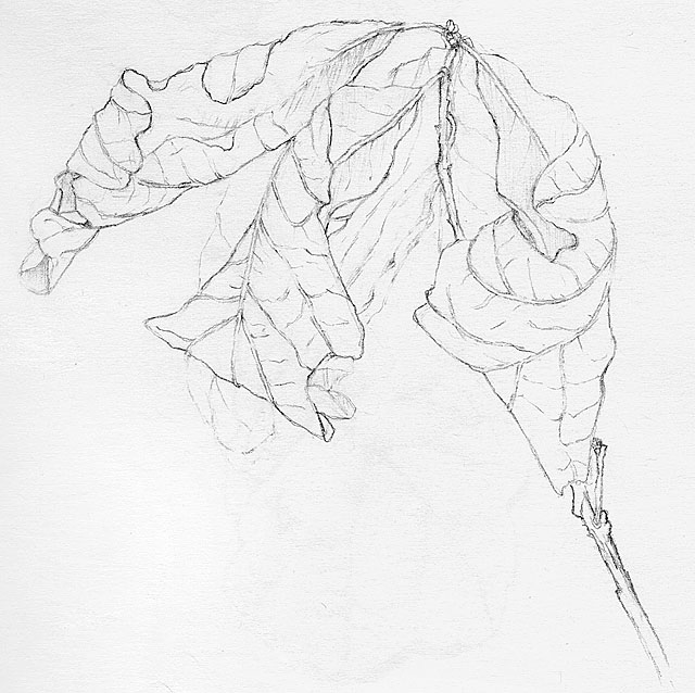640x638 Drawn Leaf Dead Leaf