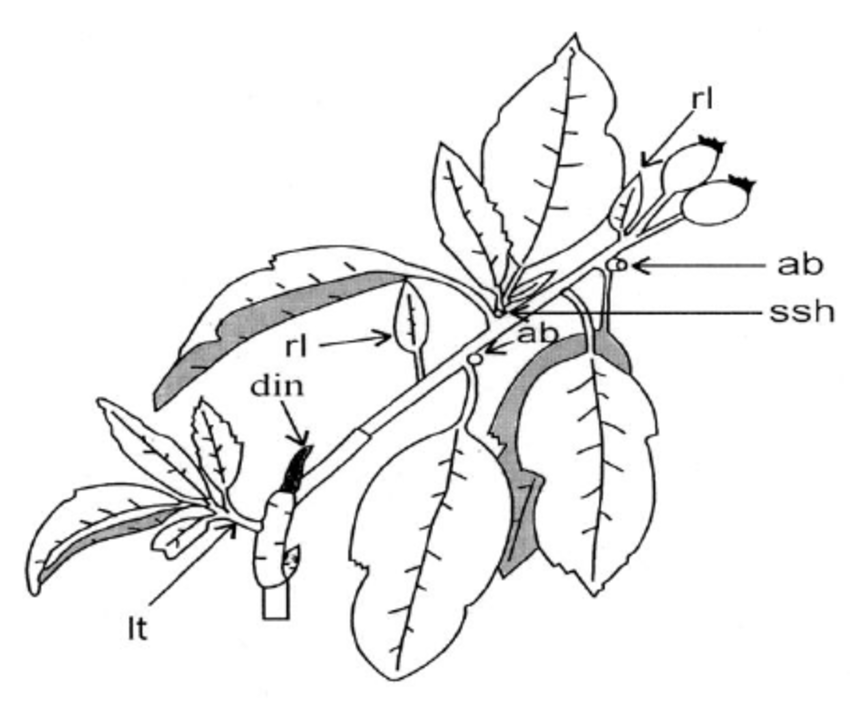 850x713 Example Of The Inflorescences Of Manzanita Tejocote Tree During