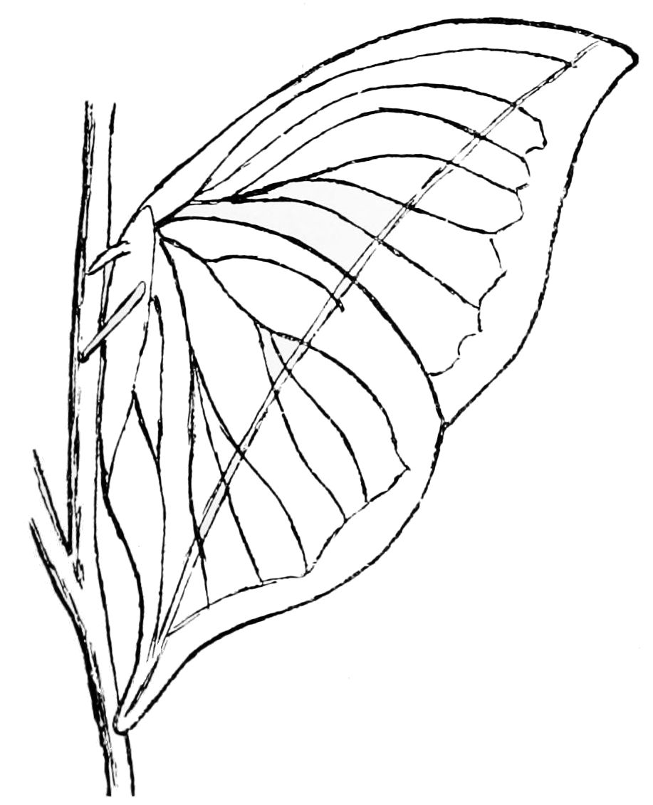 917x1130 Filepsm V43 D547 Dead Leaf Butterfly.jpg