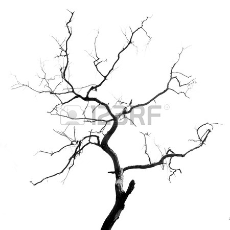 450x450 Illustration Sketch Of Dead Tree Without Leaves , Isolated