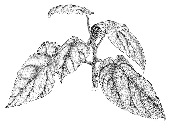 600x443 Poison Plant Illustrations