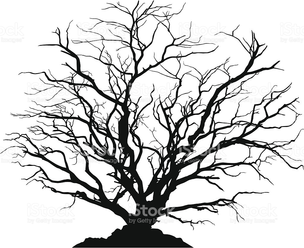 1024x834 Silhouette Of A Round Shaped Deciduous Tree With No Leaves. Ground