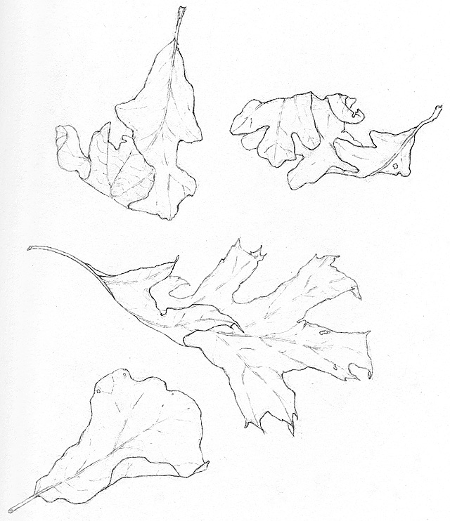 640x742 The Scoop, Score And Deal More Leaves