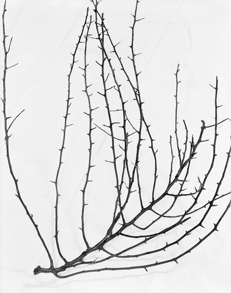 796x1008 Cj Heyliger Dead West Gallery Luisotti