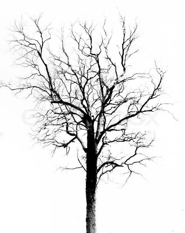 637x800 Dead Tree Without Leaves Stock Photo Colourbox