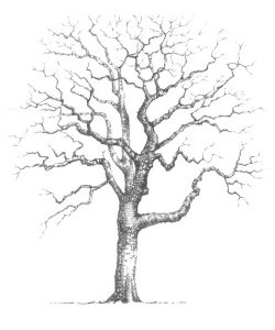 250x300 Mature Oak Tree
