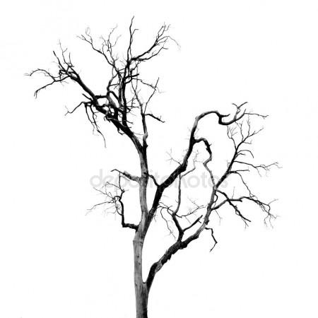 450x450 A Tree Drawing Without Leaves Stock Photos, Royalty Free A Tree