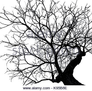 323x320 Silhouette Dead Tree On Dark Sky Background For Scary Or Death