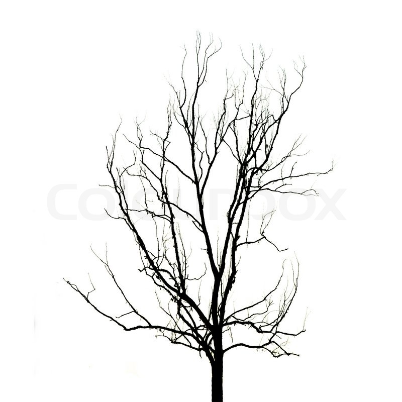 800x800 Dead Tree Without Leaves Stock Photo Colourbox