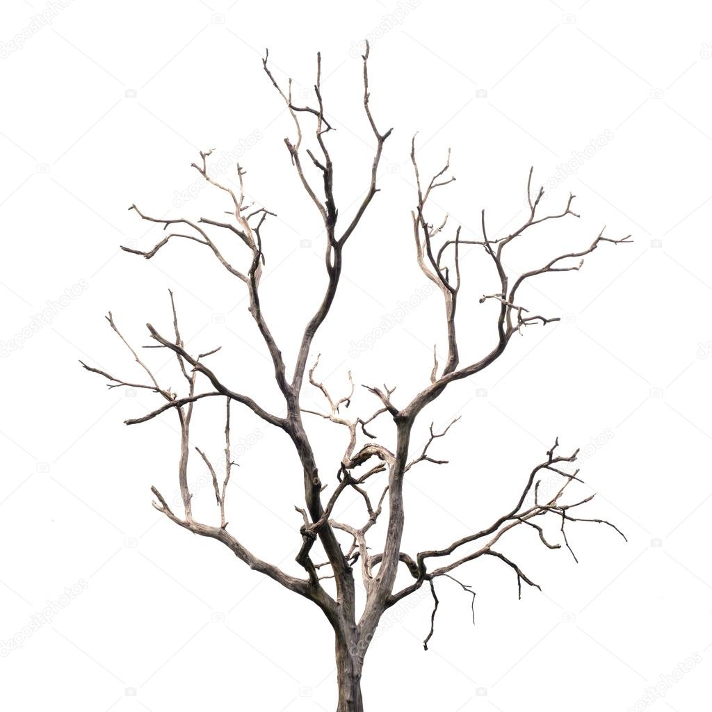 1024x1024 A Tree Drawing Without Leaves Stock Photos, Royalty Free A Tree
