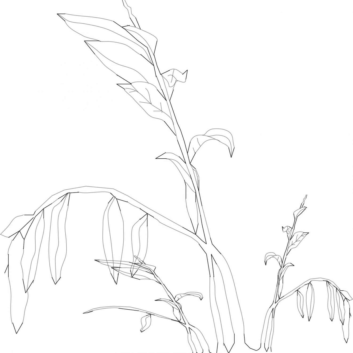 1500x1500 Dead Plant Drawing Drawing Reflection Process, Dead Plant Cartoon