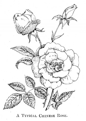 340x480 Old China Roses