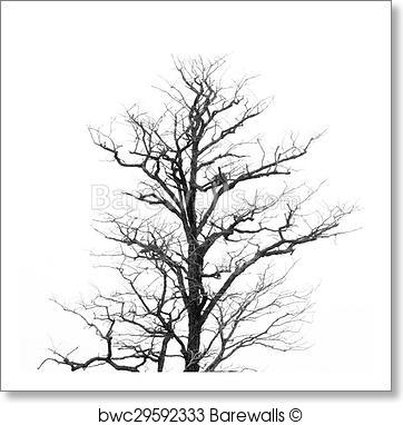 362x382 Art Print Of Dead Tree Without Leaves Barewalls Posters Amp Prints