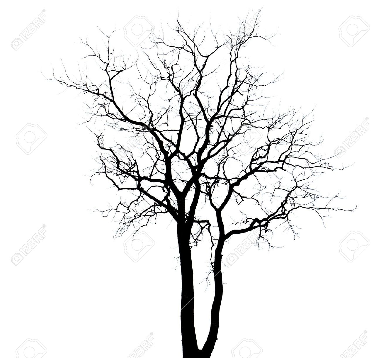1300x1221 Dead Tree Background Stock Photo, Picture And Royalty Free Image
