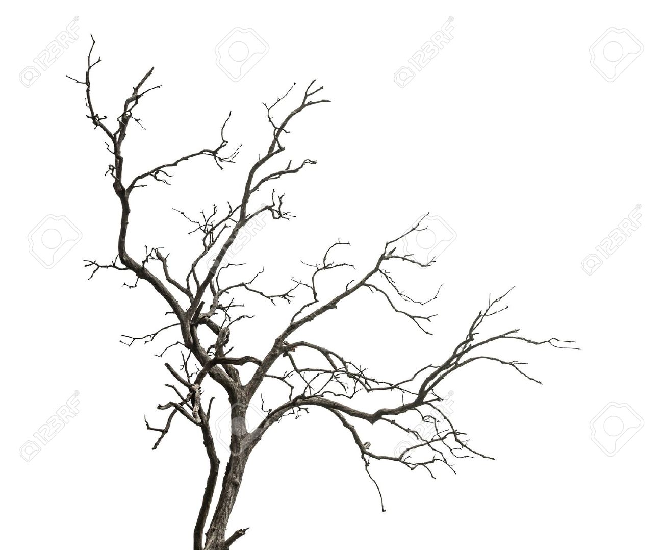 1300x1078 Dead Tree Isolated On White Background Stock Photo, Picture