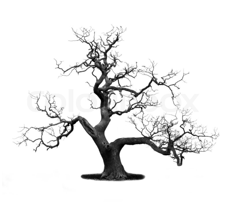 800x700 Dead Tree Isolated On White Stock Photo Colourbox