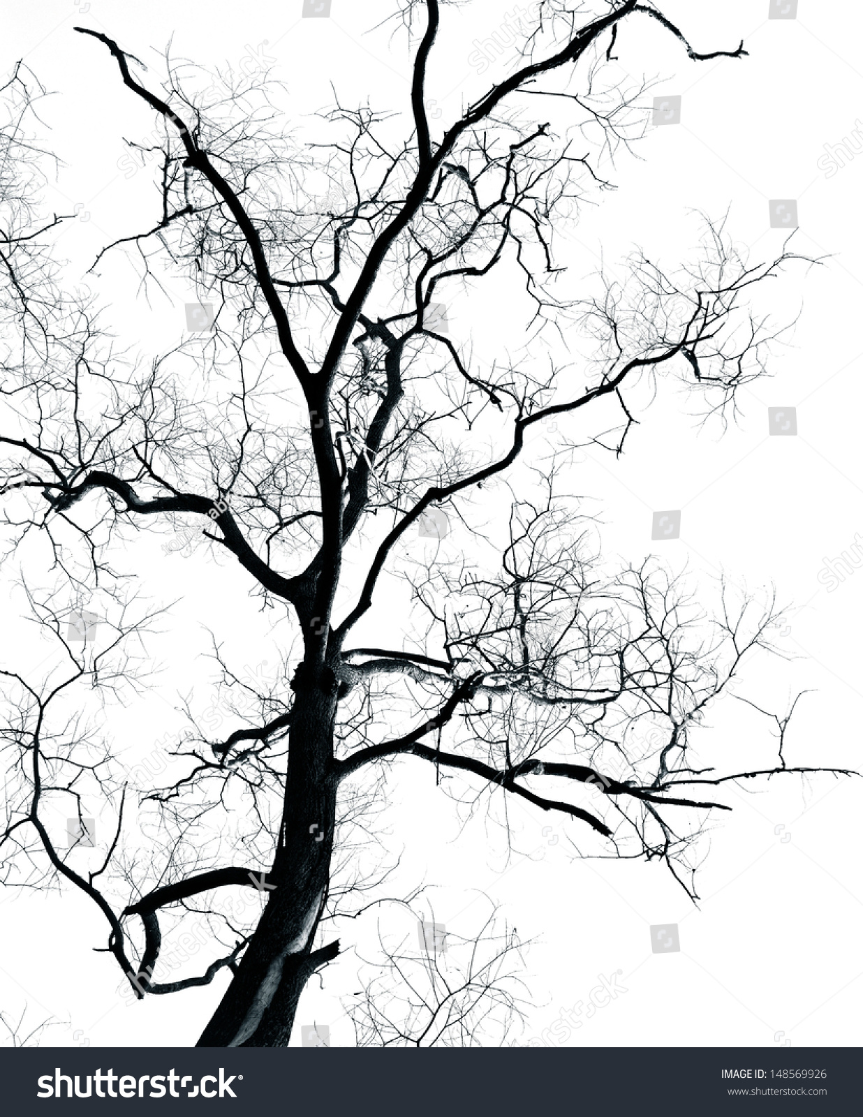 1236x1600 Drawn Dead Tree Leave Sketch