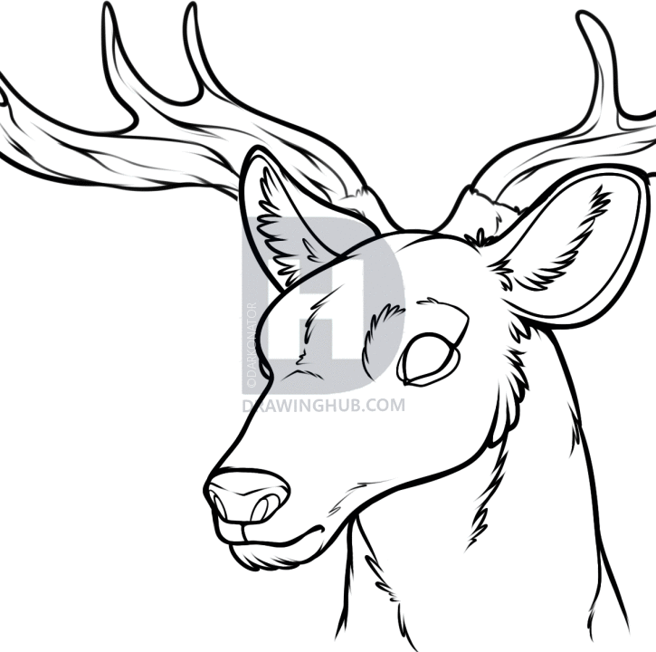 725x720 Pictures Deer Head Drawing,