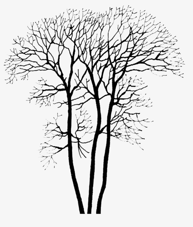 650x767 Deciduous Tree Png Image, Branches, Trunk, Trees Png Image